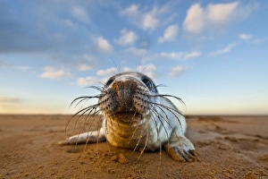 Pinniped Prints: Grey Seal (Halichoerus grypus) pup