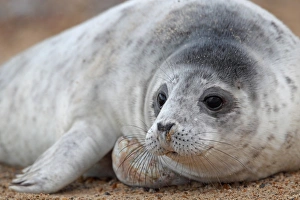 Grey Seal (Halichoerus grypus) pup, close-up of head, Blakeney Point, Norfolk, England, december