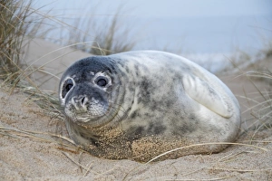 Grey Seal (Halichoerus grypus) pup, resting on beach amongst marram grass, Horsey, Norfolk, England, December
