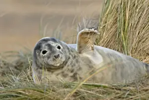 Funny Prints: Grey Seal (Halichoerus grypus) pup moulting out of white coat