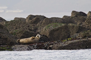 Pinniped Prints: Grey Seal (Halichoerus grypus) sub-adult