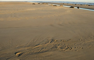 Pinniped Prints: Grey Seal (Halichoerus grypus) tracks on beach, Lincolnshire, England