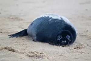 Pups Prints: Grey Seal (Halichoerus grypus) two-three week old pup with black fur
