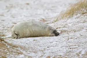 Pinniped Prints: Grey Seal (Halichoerus grypus) two week old whitecoat pup