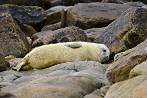 Grey Seal (Halichoerus grypus) whitecoat pup, resting amongst rocks on beach, Orkney, Scotland, November