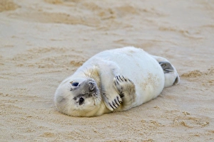 Grey Seal (Halichoerus grypus) whitecoat pup, resting on sandy beach, Horsey, Norfolk, England, november