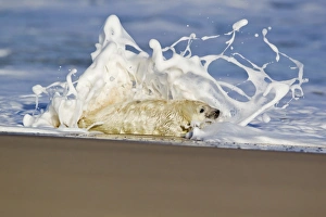Grey Seal (Halichoerus grypus) whitecoat pup, in surf on beach, Horsey, Norfolk, England, november