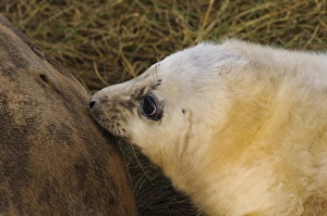 Grey Seal (Halichoerus grypus) whitecoat pup, close-up of head, suckling from mother in sand dunes