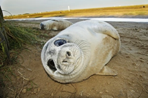 Pups Prints: Grey Seal (Halichoerus grypus) two whitecoat pups