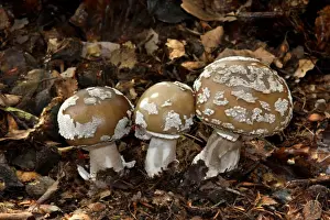 Grey Spotted Amanita (Amanita spissa) fruiting bodies, growing amongst leaf litter in woodland, Leicestershire