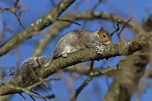 Grey Prints: Grey Squirrels will often crouch close to a tree branch to make themselves inconspicuous