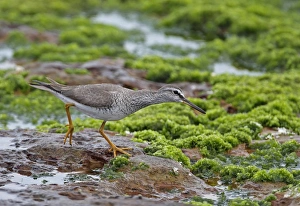 Grey-tailed Tattler (Tringa brevipes) adult, breeding plumage, foraging on seaweed covered rocks, Taiwan, April