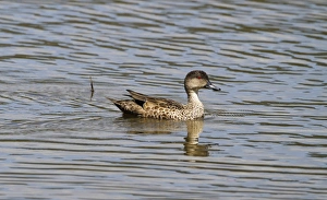 Wildfowl Prints: Grey Teal (Anas gracilis) adult, swimming, Brisbane, Queensland, Australia, October