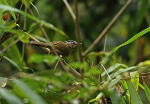 Indochina Prints: Grey-throated Babbler (Stachyris nigriceps) adult
