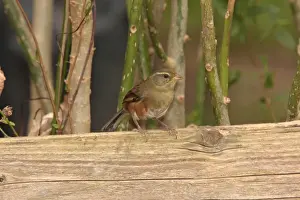 Grey-throated Warbling-finch (Poospiza cabanisi) adult, perched on wood, Otamendi, Buenos Aires, Argentina, august