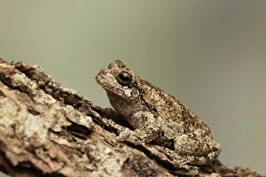 Grey Treefrog (Hyla versicolor) adult, camouflaged on log (captive)