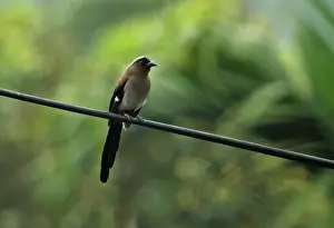 Grey Treepie (Dendrocitta formosae formosae) adult, perched on powerline, Taiwan, April