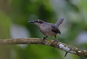 Grey Trembler (Cinclocerthia gutturalis machrorhyncha) adult, perched on branch, Fond Doux Plantation, St
