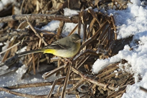 Nith Prints: Grey Wagtail (Montacilla cinerea) adult