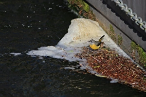 Little Ouse Prints: Grey Wagtail (Montacilla cinerea) adult male