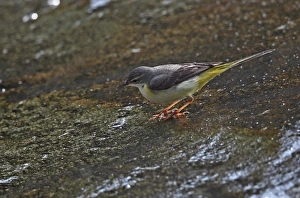 Indochina Prints: Grey Wagtail (Montacilla cinerea cinerea) adult