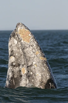 Whale Prints: Grey Whale (Eschrichtius robustus) adult