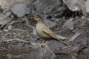 Grey-winged Blackbird (Turdus boulboul) adult female, standing on log in water, Sattal, Uttarakhand, India, february