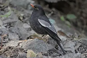 Black Bird Prints: Grey-winged Blackbird (Turdus boulboul) adult male
