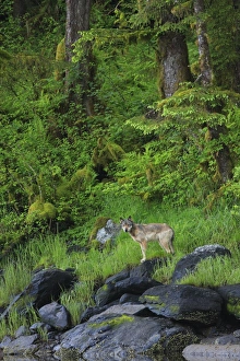 Carnivore Prints: Grey Wolf (Canis lupus) adult, standing on rocks at edge of estuary shoreline in temperate coastal rainforest habitat