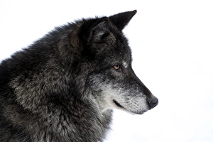 Captive Prints: Grey Wolf (Canis lupus) adult, close-up of head