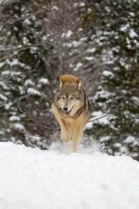 Wolf Prints: Grey Wolf (Canis lupus) adult, covering faeces with snow