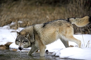 Wolf Prints: Grey Wolf (Canis lupus) adult, drinking