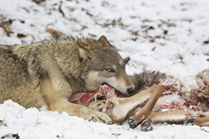 Killed Prints: Grey Wolf (Canis lupus) adult female