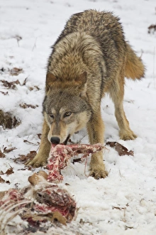 Grey Wolf (Canis lupus) adult female, feeding on White-Tailed Deer (Odocoileus virginianus) prey in snow, Minnesota