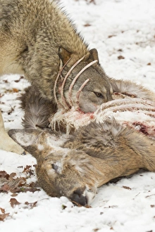 Grey Wolf (Canis lupus) adult female, feeding on White-Tailed Deer (Odocoileus virginianus) prey in snow, Minnesota