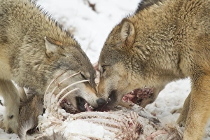 Killed Prints: Grey Wolf (Canis lupus) two adult females