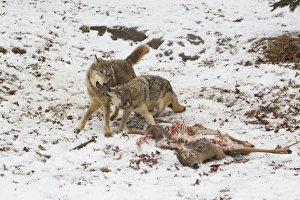 Grey Wolf (Canis lupus) two adult females, playful behaviour beside White-Tailed Deer (Odocoileus virginianus)