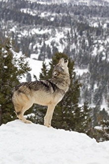 Grey Wolf (Canis lupus) adult, howling, standing in snow, Montana, U. S. A, january (captive)