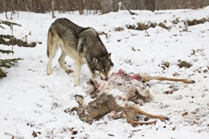 Killed Prints: Grey Wolf (Canis lupus) adult male
