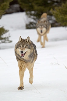 Running Prints: Grey Wolf (Canis lupus) adult pair, running in snow, Montana, U. S. A. january (captive)