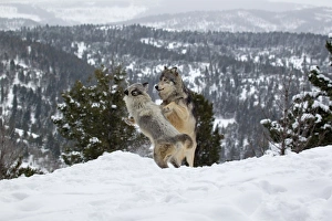 Grey Wolf (Canis lupus) adult pair, in season female jumping up at male in snow, male is jumping away fearing reprisal from alpha male if mating occurs, Montana, U. S. A, january (captive)