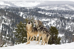 Wolf Prints: Grey Wolf (Canis lupus) adult pair