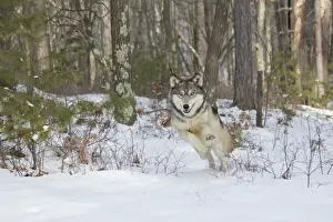 Grey Wolf (Canis lupus) adult, running into snow covered woodland clearing, Minnesota, U. S. A. January (captive)