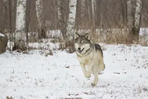 Running Prints: Grey Wolf (Canis lupus) adult, running on snow on edge of birch wood