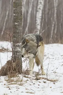 Wolf Prints: Grey Wolf (Canis lupus) adult, sniffing tree trunk to detect other wolves scent markings