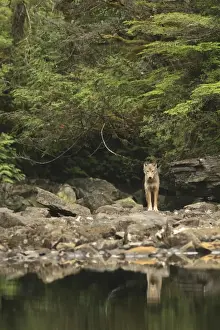 Grey Wolf (Canis lupus) adult, standing on rocks near lake shoreline, in temperate coastal rainforest, Coast Mountains