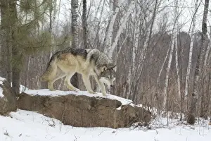 Grey Wolf (Canis lupus) adult, standing on snow covered rock in woodland habitat, Minnesota, U. S. A. January (captive)