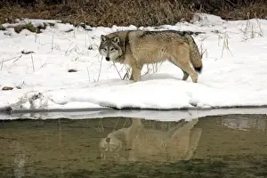 Wolf Prints: Grey Wolf (Canis lupus) adult, standing in snow at edge of water