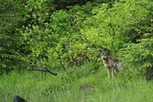 Wolf Prints: Grey Wolf (Canis lupus) adult, standing in vegetation at edge of estuary in temperate coastal rainforest