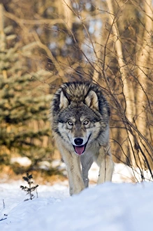 Grey Wolf (Canis lupus) adult, walking in snow, Minnesota, U. S. A. january